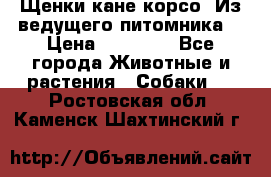 Щенки кане корсо! Из ведущего питомника! › Цена ­ 60 000 - Все города Животные и растения » Собаки   . Ростовская обл.,Каменск-Шахтинский г.